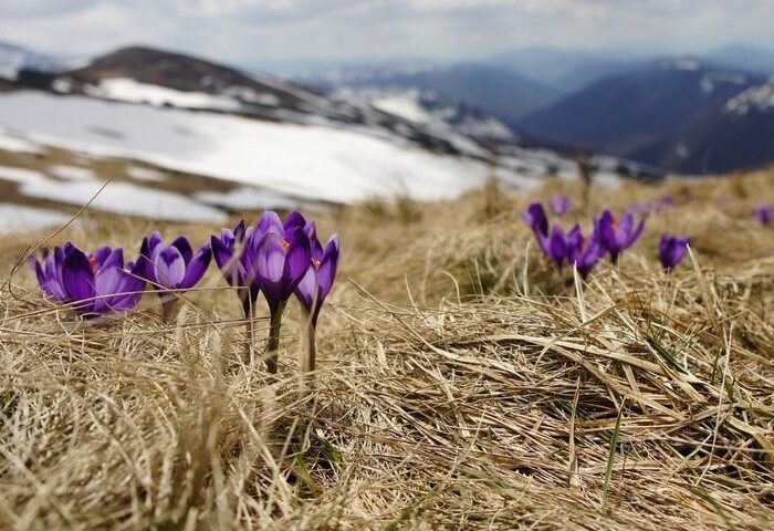 flowers recovering after frost